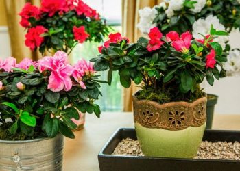 Календар для кімнатних рослин на вересень за фазами Місяця