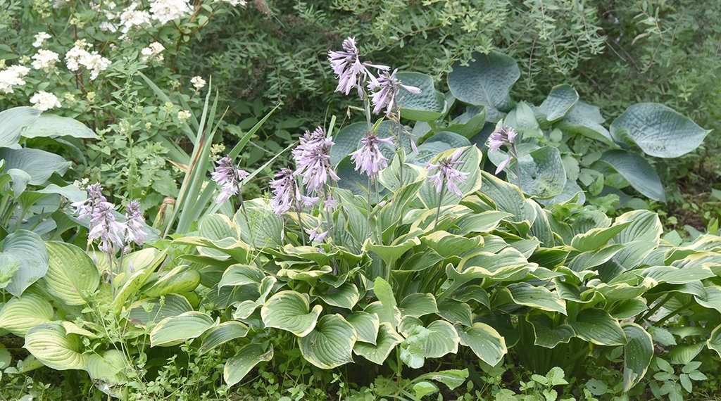 Чому жовтіє хоста?