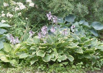 Чому жовтіє хоста?