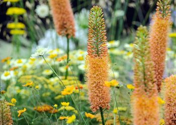 Еремурус скрізь красивий