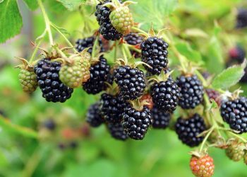 Ожина без шипів: найпопулярніші сорти