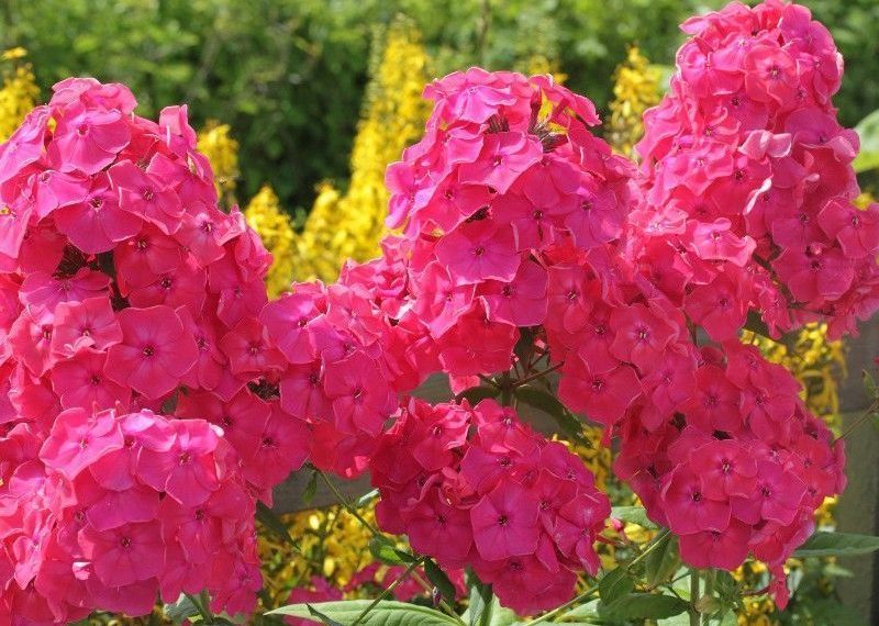 Як боротися з борошнистою росою на флоксах