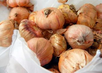 Гладіолуси на зиму викопують