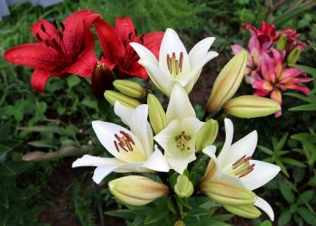 Що робити з ліліями восени