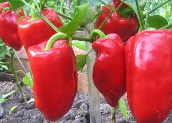 Заготовляємо насіння перцю