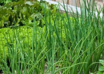 Осіння зелень у теплиці