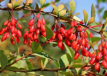 Що любить барбарис?