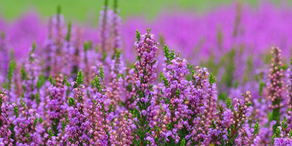 Як виростити верес