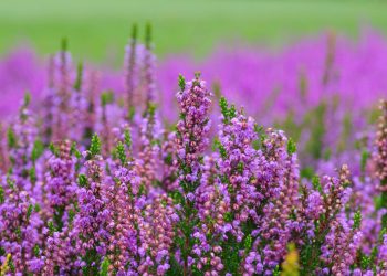 Як виростити верес