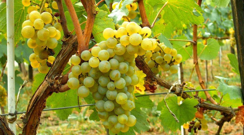 Секрети збирання винограду