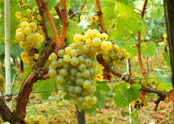 Секрети збирання винограду