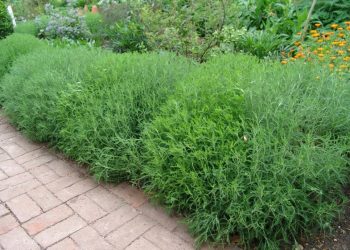 Не просто полин, а боже дерево