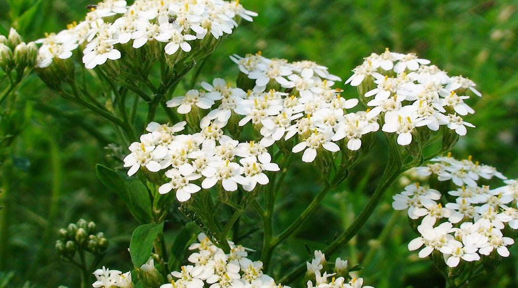 Садибу прикрасить деревій