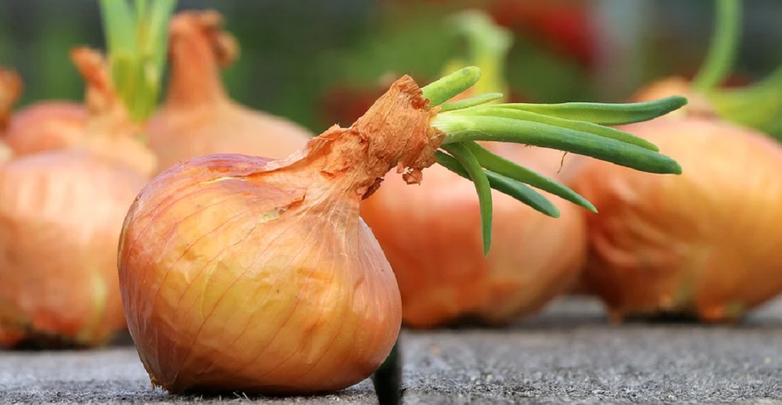 Озима цибуля: плюси і мінуси