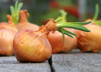 Озима цибуля: плюси і мінуси