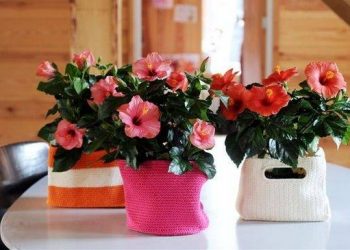 Місячний календар для кімнатних рослин на жовтень