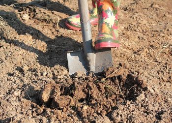 Після збирання врожаю оздоровіть грунт