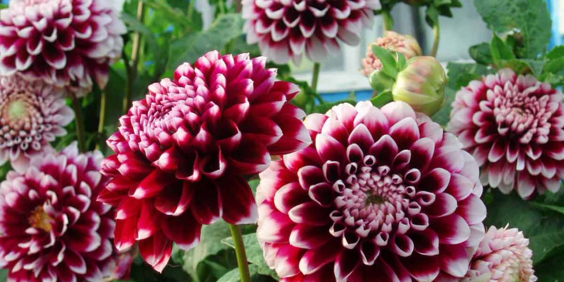 Жовтень на городі, в саду та квітнику