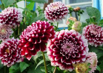 Жовтень на городі, в саду та квітнику