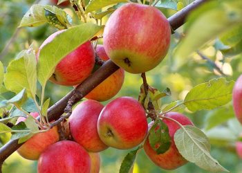 Чому яблуня плодоносить через рік?