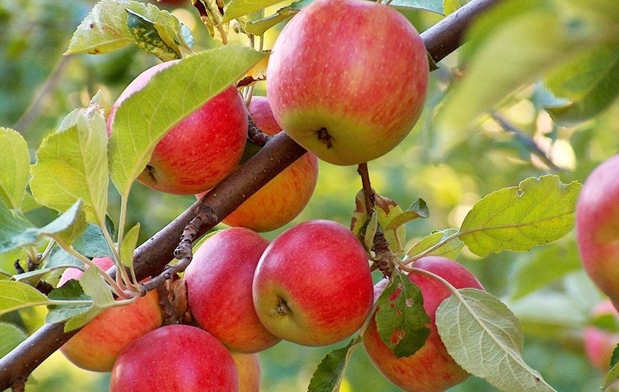 Чому яблуня плодоносить через рік?