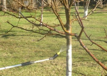 Обробка кущів та дерев перед зимівлею