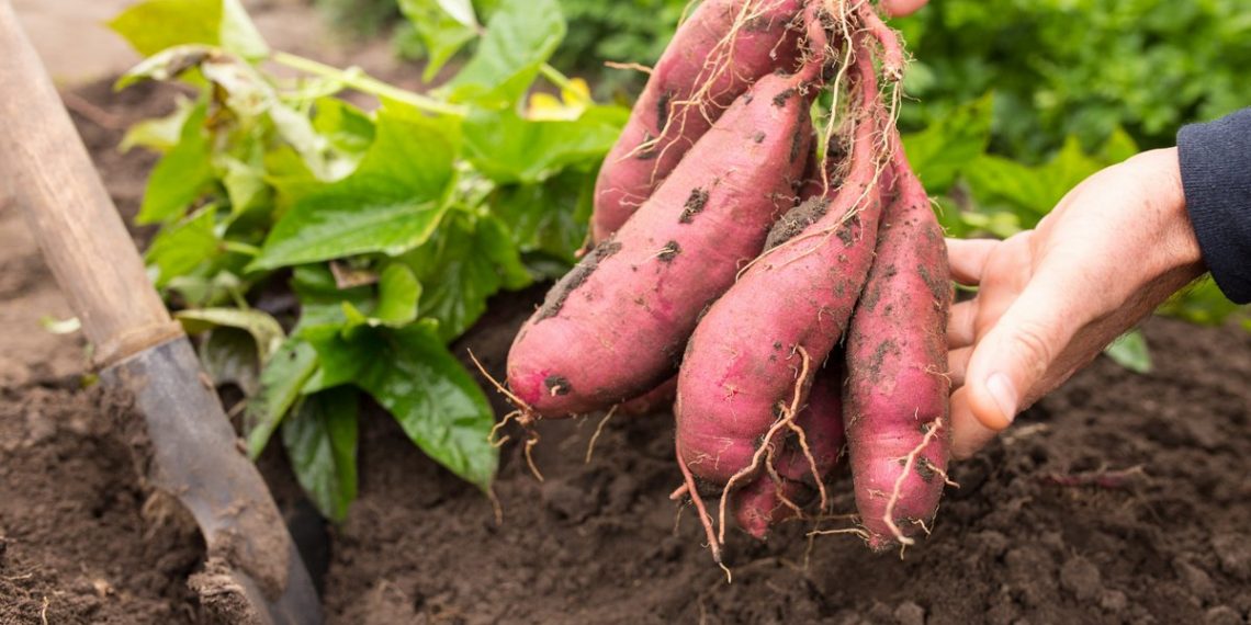 Батат — замінник картоплі