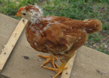 Осіння линька курей-несучок