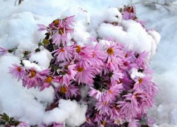 Підготовка квітника до зими