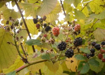 Осінній догляд за ожиною