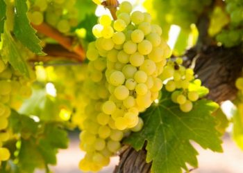 Обрізуйте виноград правильно