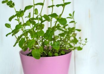 М’ятний чай всю зиму п’ю