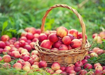 Як правильно зберігати яблука і моркву