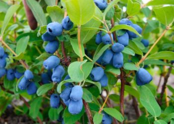 А у вас росте жимолость?