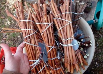 Де і як зберігати живці винограду