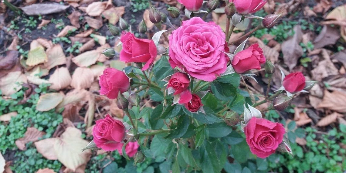 Як захистити троянди від вимерзання напередодні зими