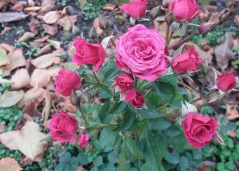 Як захистити троянди від вимерзання напередодні зими