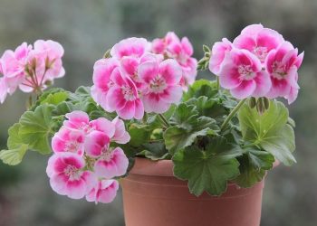 Як правильно скласти меню для домашніх рослин