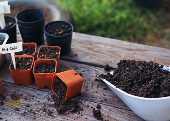 Як підготувати грунт для розсади