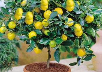 Лимони розмножують живцями