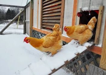 Курник утеплюйте комплексно