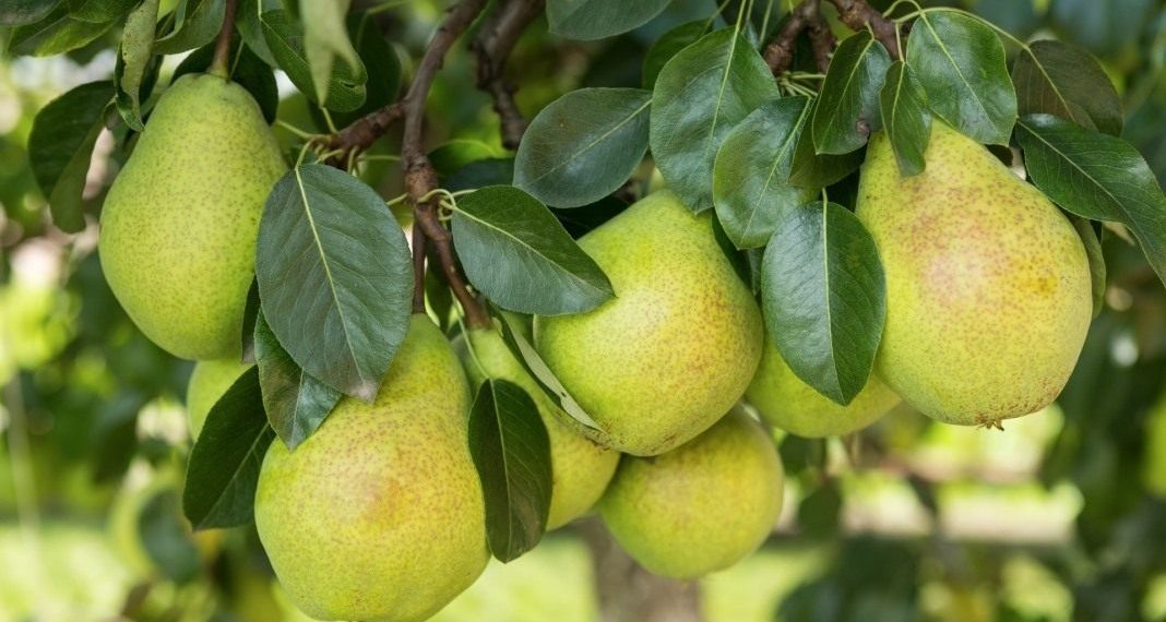 8 правил для груш