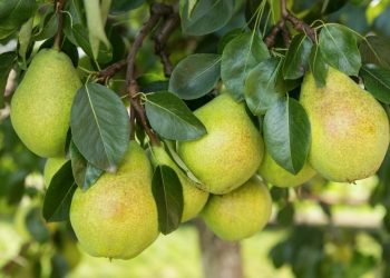 8 правил для груш