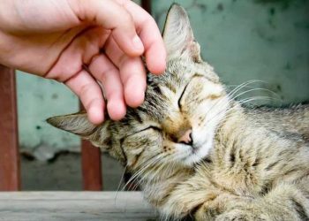 Від яких хвороб рятують коти?