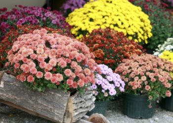 Сійте квіти під зиму