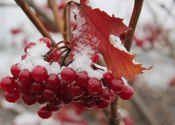 Грудень на городі, в саду та квітнику