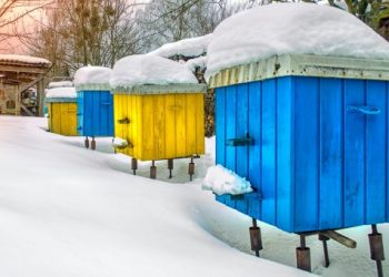 Як підготувати бджіл до зимівлі