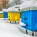 Як підготувати бджіл до зимівлі