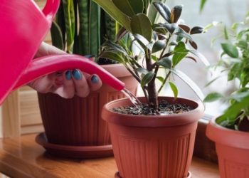 Чому сохне листя у кімнатних рослин