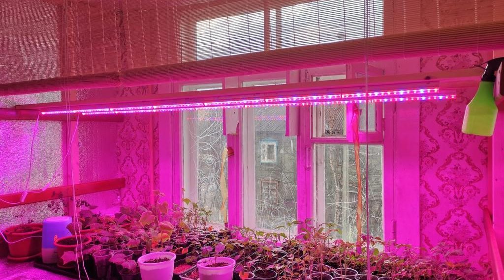 Фітолампа не лише для розсади